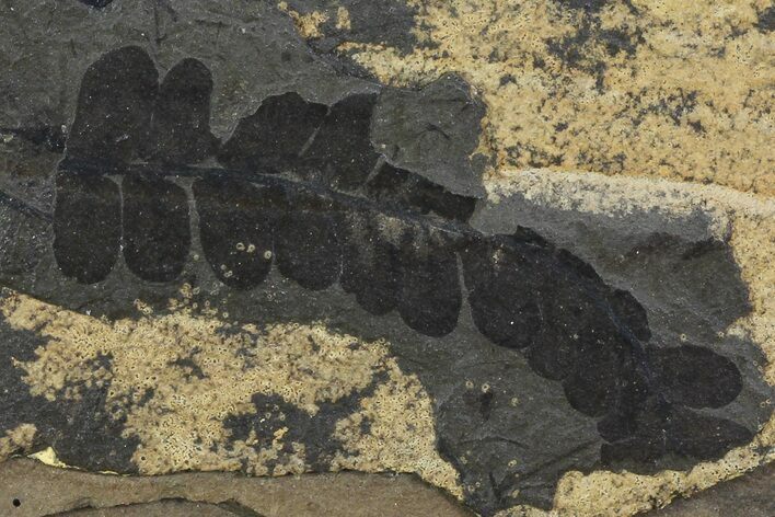 Pennsylvanian Fern (Neuropteris) Fossil - Kinney Quarry, NM #80508